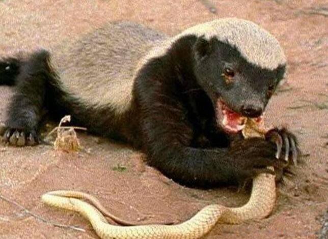 有种动物叫平头哥是什么动物 平头哥蜜獾厉害到什么程度
