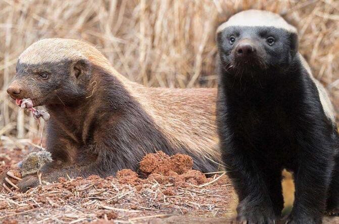 有种动物叫平头哥是什么动物 平头哥蜜獾厉害到什么程度