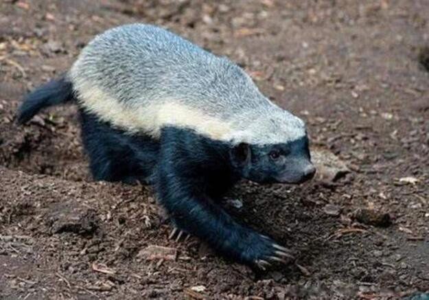 有种动物叫平头哥是什么动物 平头哥蜜獾厉害到什么程度