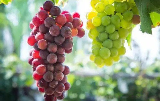 坟头上放什么东西不好 坟墓前最忌讳放什么东西