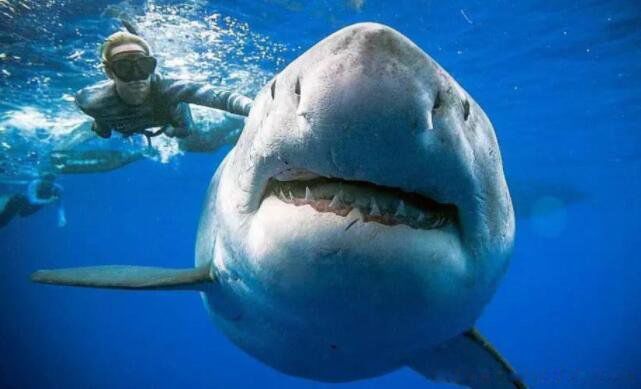 格陵兰鲨鱼寿命为什么这么长 512岁的格陵兰鲨鱼真的假的