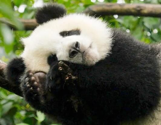 ����è���ܿƻ���è�� Ϊʲô����è���ܿƶ�����è��