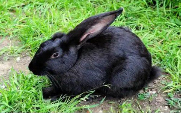 2023���Ǻ�����ʲô��˼ 2023��������������ʲô