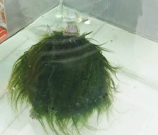 ������ë����ʲô��˼ ��ë�����ϵ���ë��ʲô����