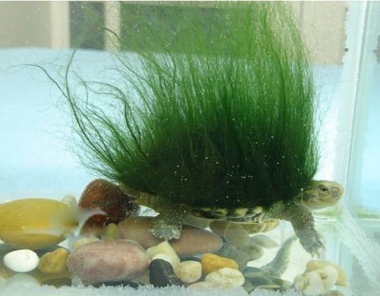 ������ë����ʲô��˼ ��ë�����ϵ���ë��ʲô����