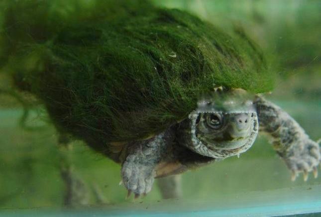 ������ë����ʲô��˼ ��ë�����ϵ���ë��ʲô����