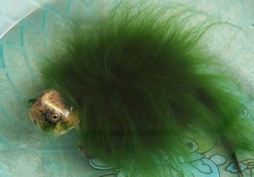 ������ë����ʲô��˼ ��ë�����ϵ���ë��ʲô����