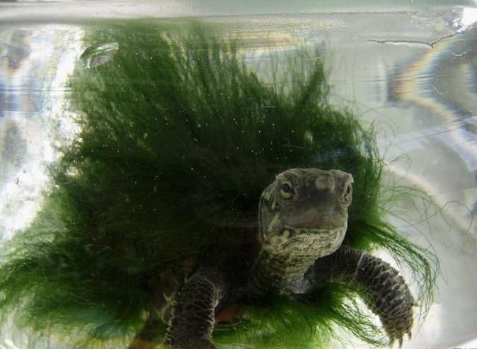 ������ë����ʲô��˼ ��ë�����ϵ���ë��ʲô����