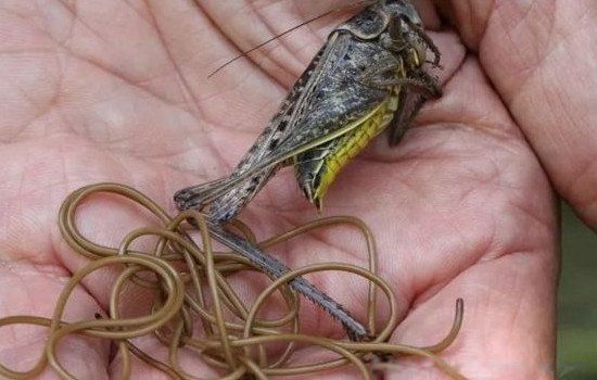 ���߳������������� ��ͨ��ʲô��ʽ��������