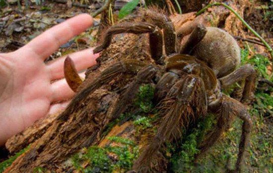 最大的蜘蛛有多大图片 史上最大的蜘蛛是什么蜘蛛长多少米