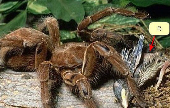 最大的蜘蛛有多大图片 史上最大的蜘蛛是什么蜘蛛长多少米