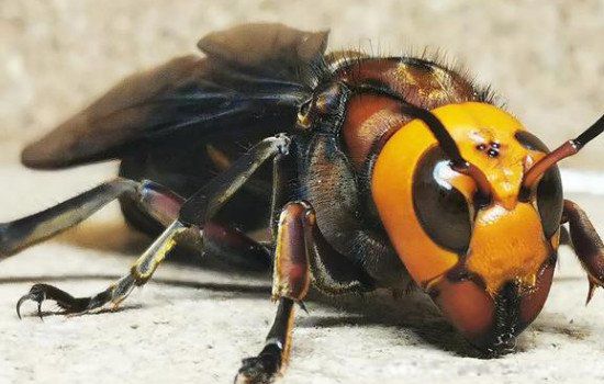 最大的蜘蛛有多大图片 史上最大的蜘蛛是什么蜘蛛长多少米