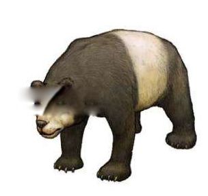 ʼ��è��˭������ ���ִ�����è����̬������ʲô