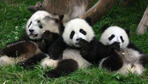 ʼ��è��˭������ ���ִ�����è����̬������ʲô