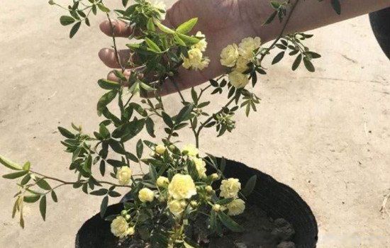 ľ�㻨Ϊʲô�й����� Ϊʲô�������ڼ����ԭ��