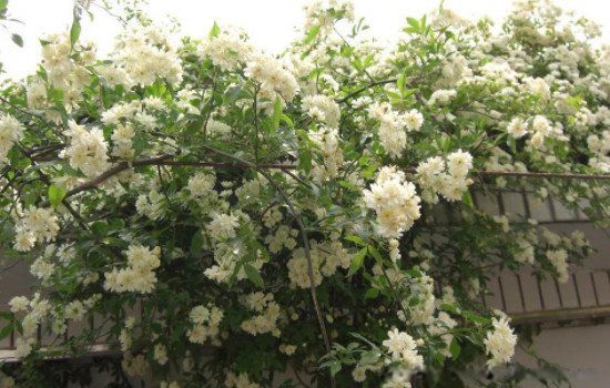 ľ�㻨Ϊʲô�й����� Ϊʲô�������ڼ����ԭ��