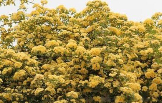 ľ�㻨Ϊʲô�й����� Ϊʲô�������ڼ����ԭ��