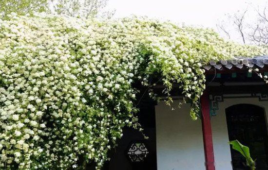 ľ�㻨Ϊʲô�й����� Ϊʲô�������ڼ����ԭ��