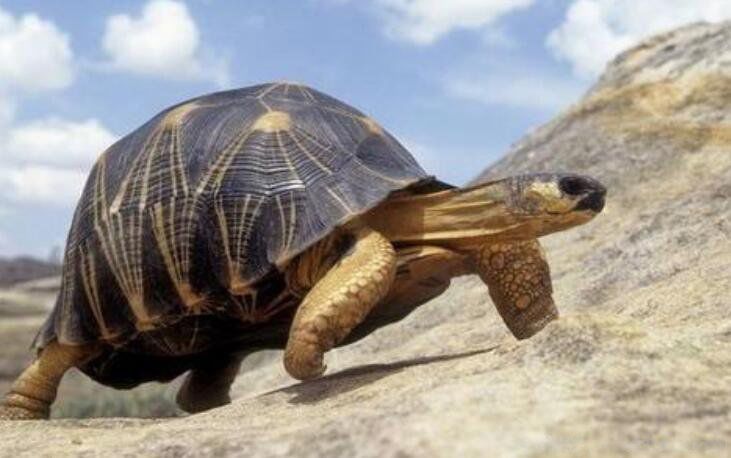 ���ڹ�Ϊʲô������˫�� ��ʲô�ɻ���