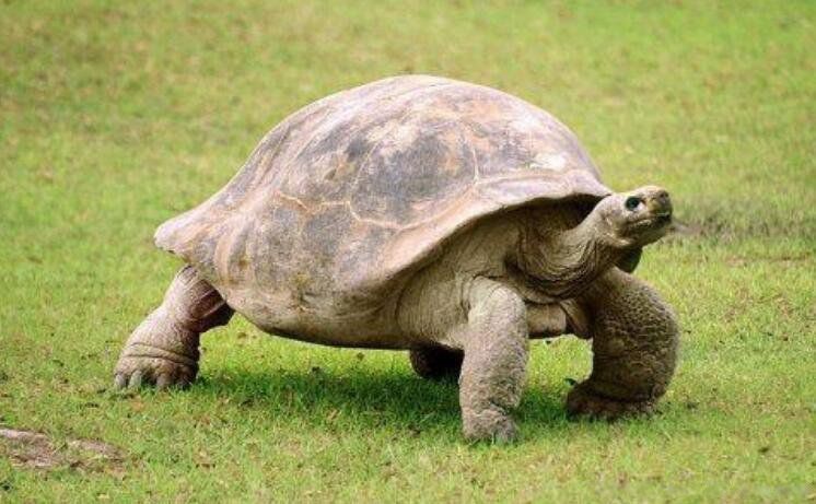 ���ڹ�Ϊʲô������˫�� ��ʲô�ɻ���