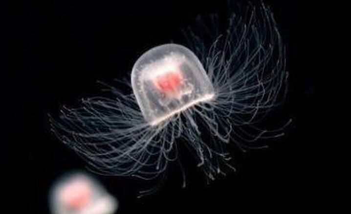 ����ˮĸ��������� Ϊʲô����ˮĸ��������������