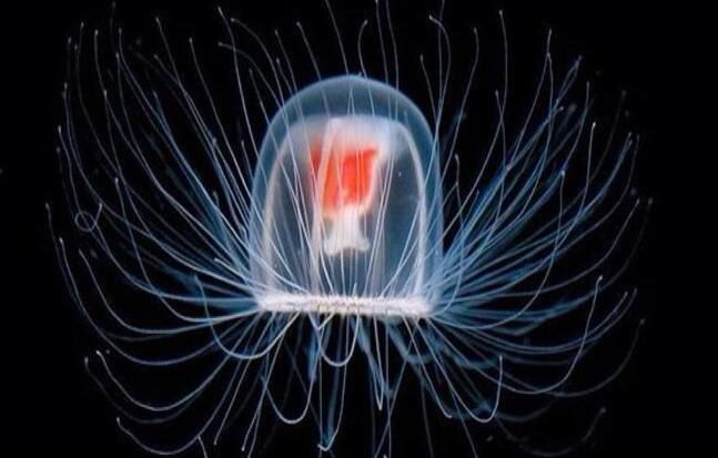 ����ˮĸ��������� Ϊʲô����ˮĸ��������������