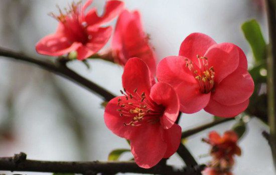 �̷ʺ��ݵĺ���ָ����ʲô�� �����յ���������ĺ���ָ�������ֻ�