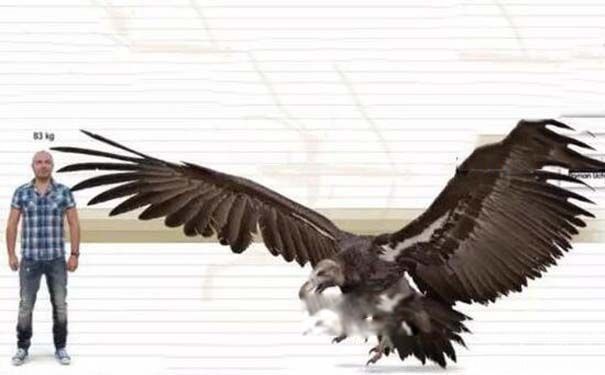 ɱ��ӥ������ӥ ��˹�ؾ�ӥΪʲô�����