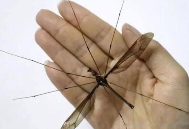 �𸹾���ͼƬ��ʲô�� �������������ӽ𸹾�����ʲô