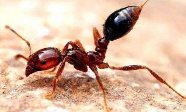 公牛蚁长什么样子图片 巨型蚂蚁公牛蚁有多大