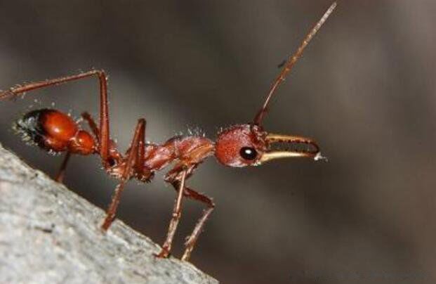 公牛蚁长什么样子图片 巨型蚂蚁公牛蚁有多大