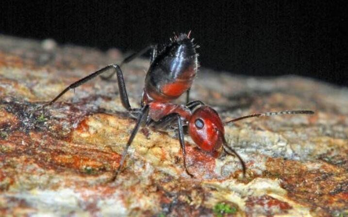 公牛蚁长什么样子图片 巨型蚂蚁公牛蚁有多大