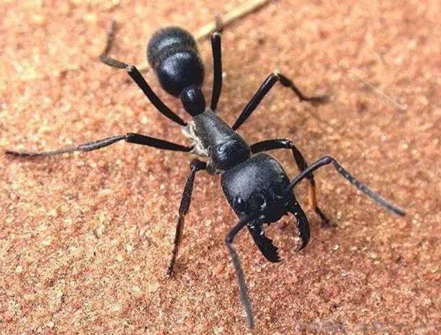 公牛蚁长什么样子图片 巨型蚂蚁公牛蚁有多大