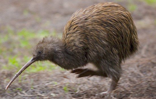 �������Ĺ�����ʲô�� ��ά��ĵ��ж���������