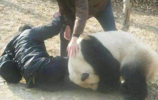 大熊猫什么情况下才会攻击人 伤人古古最不好惹的熊猫