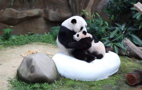大熊猫什么情况下才会攻击人 伤人古古最不好惹的熊猫