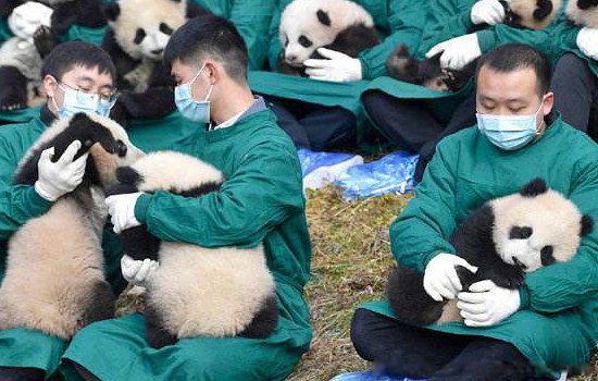 大熊猫什么情况下才会攻击人 伤人古古最不好惹的熊猫