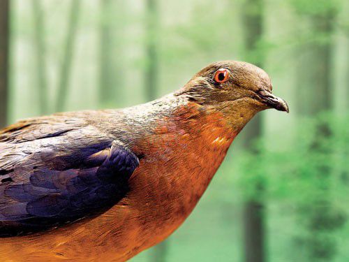 旅鸽真的灭绝了吗 是如何一步步走向灭绝的原因