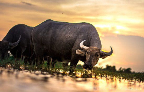 85����ţ�������36����˼������ ��ʲô���ƽ��