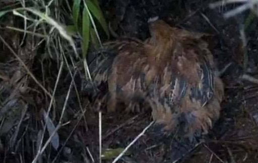 ��ȸ��Ϊʲô�ж� ��ʲô�ط�����