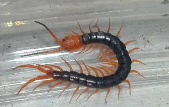 ���Ϊʲô���ܴ��� �������Ҫ������