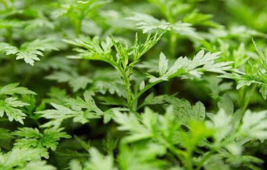 家里有蜈蚣怎么能彻底消灭 用什么可以防蜈蚣来家里