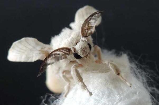 蚕宝宝的生长过程图片 5段蚕的生长过程详细记录