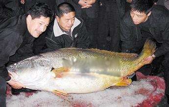 金钱猛鱼图片价格多少钱一斤 吃金钱猛鱼有什么功效