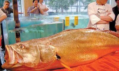 ��Ǯ����ͼƬ�۸����Ǯһ�� �Խ�Ǯ������ʲô��Ч