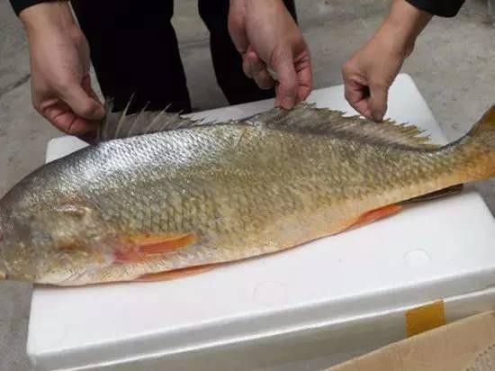 ��Ǯ����ͼƬ�۸����Ǯһ�� �Խ�Ǯ������ʲô��Ч