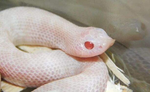 ��������ɰ����� ʮ��Ǯ���޶�С������