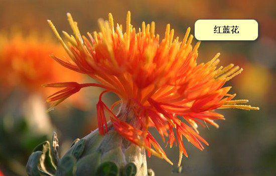 ��֬����ʼ��ʲôʱ�� ����ʹ����֬�ĳ���