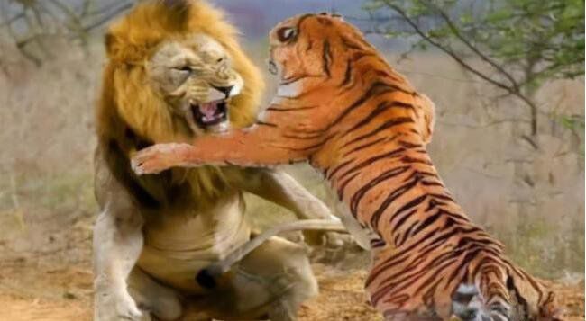 �ϻ���ʨ��˭������˭��ɭ��֮�� ����˭�ǰ���֮��