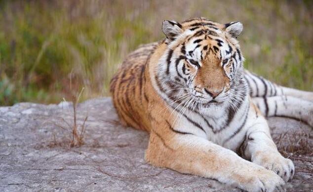 �ϻ���ʨ��˭������˭��ɭ��֮�� ����˭�ǰ���֮��